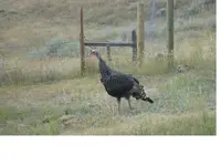 turkeys4 October 2008.webp