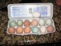 eggs.webp