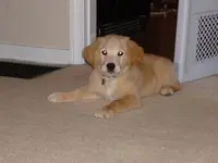 mazie1.webp