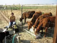 bush&beef.webp