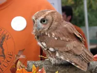 Screech3.webp