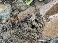 rainbow dirt s.webp