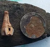 FossilMolar-3.webp
