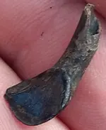 Fossil-incisor-3.webp