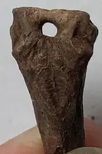 HoledBone-5-Hole.webp