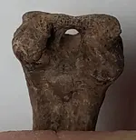 HoledBone-7-Hole.webp