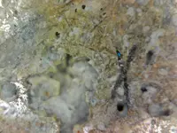 Fracture running through mineral.webp