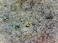 Jaws Eating A Mineral.webp