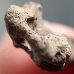 HoledBone-10-Top(End)3VNice.webp HoledBone-10-Top(End)3VNice.webp