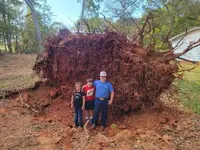 root ball.webp