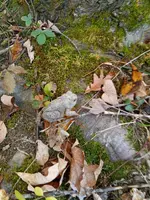 IMG_20241019_134848.webp