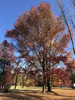 Nice colors.webp