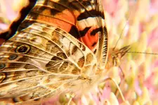 paintedlady1.webp