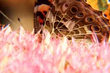 paintedlady2.webp