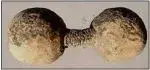 dumbell.webp