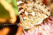paintedlady3.webp