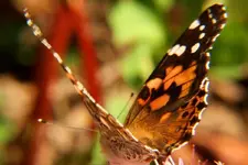 paintedlady4.webp