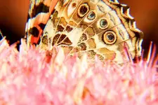 paintedlady5.webp