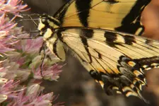 tigerswallowtail1.webp