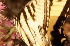 tigerswallowtail2.webp