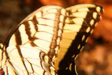 tigerswallowtail3.webp