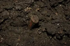 Fuert Site (40).webp