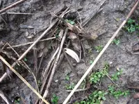 Fuert Site (2).webp