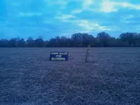 corn maze.webp