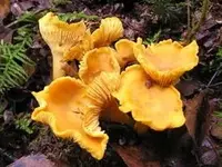 Chanterelle_Cantharellus_cibarius.webp