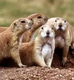 Prairie-Dogs.webp
