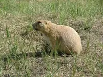 Prairie Dog - Devil\'s Tower 4.webp