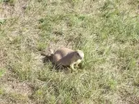 Prairie Dog - Devil\'s Tower 1.webp