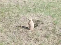 Prairie Dog - Devil\'s Tower 2.webp