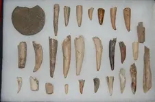 Feurt Site Collection (85).webp