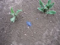 Picture 740.webp
