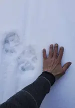 Wolf Track 2.webp