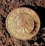 Hessian Button, fresh dug.webp