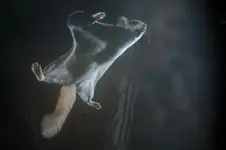 SQUIRREL.webp