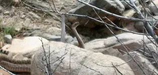Rattlesnake 017.webp