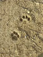 TRACKS.webp
