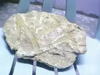stone 2.webp