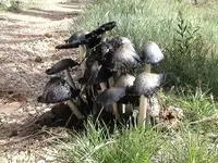 mushrooms.webp