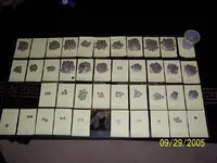 Silver Dime Cache.webp