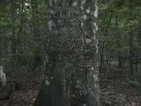 treasure tree.webp