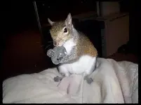 squirrelly.webp