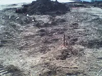 BLEACHERTEARUP.webp
