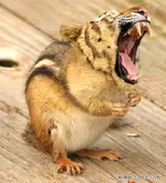 chipmunch.webp