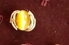 14 K tiger eye.webp
