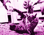 c04hcat.gif