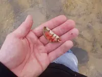 human teeth.webp